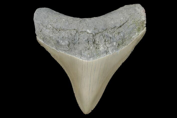 Serrated, Fossil Megalodon Tooth - Aurora, North Carolina #179785